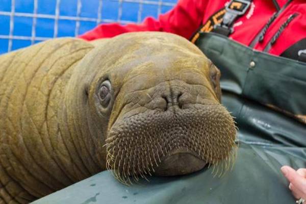 Mitik The Orphaned Baby Walrus