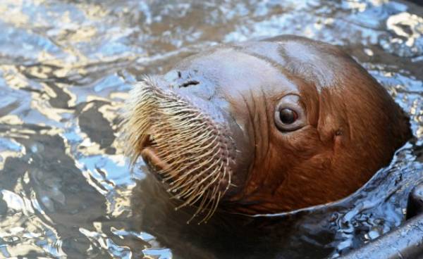 Adorable Baby Walrus Picture