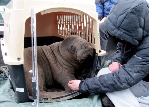 Rescuing The Baby Walrus