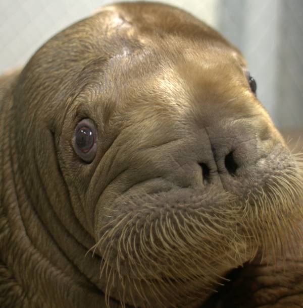 Walrus Pup Adorable Face