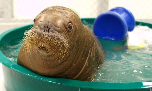 Baby Walrus In Small Pool