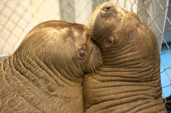 Two Cute Walruses Play With Each OTher