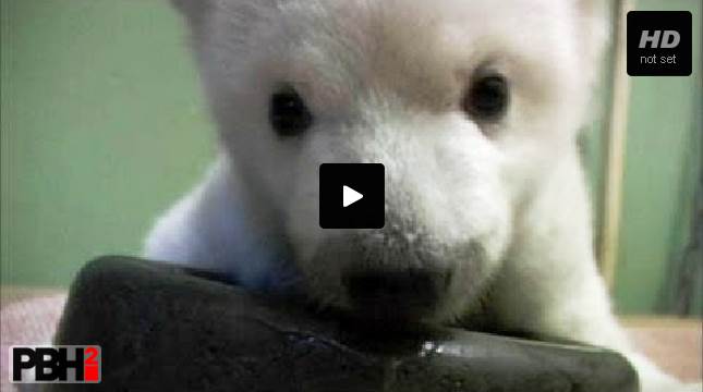 polar-bear-learns-to-walk
