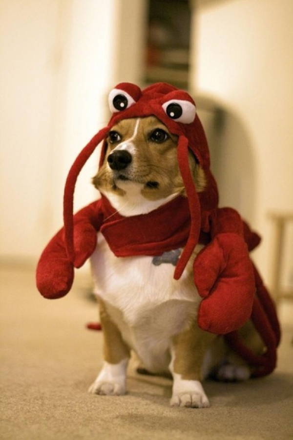 Corgi Dressed As A Lobster Lobster