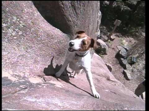 Meet Biscuit, The Rock Climbing Dog