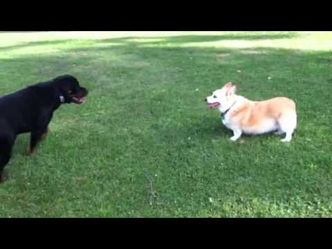 Corgi Versus Rottweiler