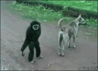 Animals Being Jerks GIF Monkey Trolls Dog