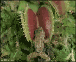 Flytrap Eats Frog GIF
