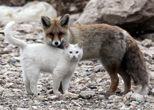 Cat and Fox Hug
