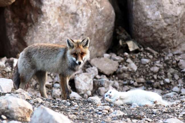 Cat and Fox Friendship