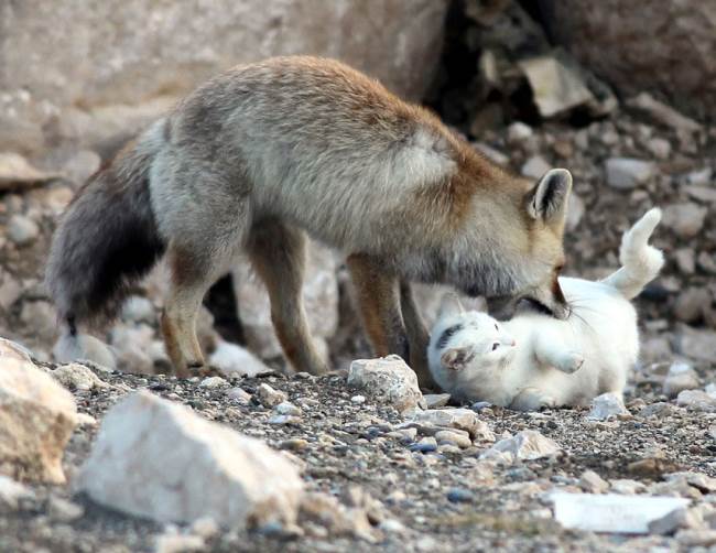 Cat and Fox Nuzzling