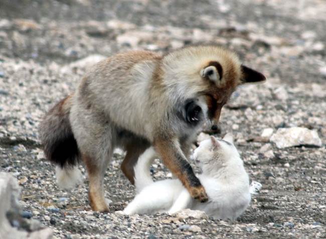 Cat and Fox Playing Picture