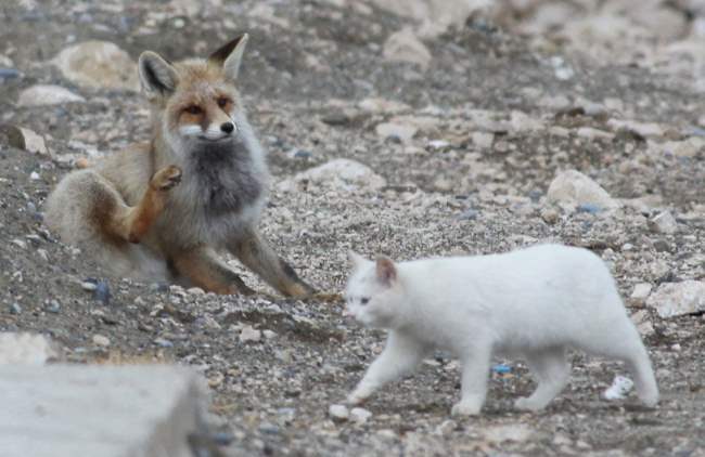 Cat and Fox Photo