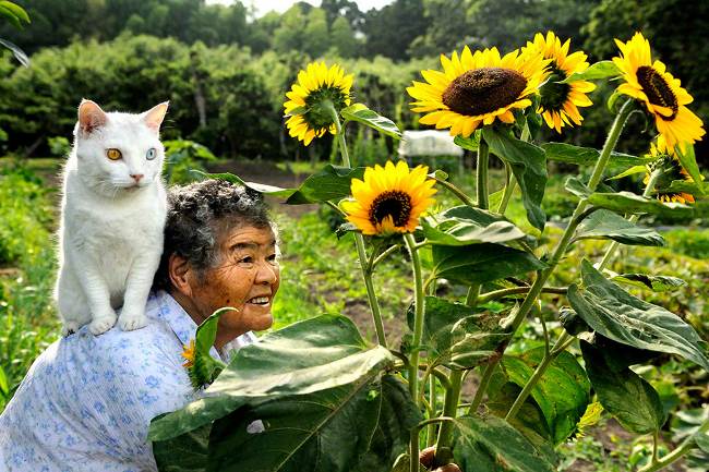 Grandmother and Cat Photograph Sunflowers