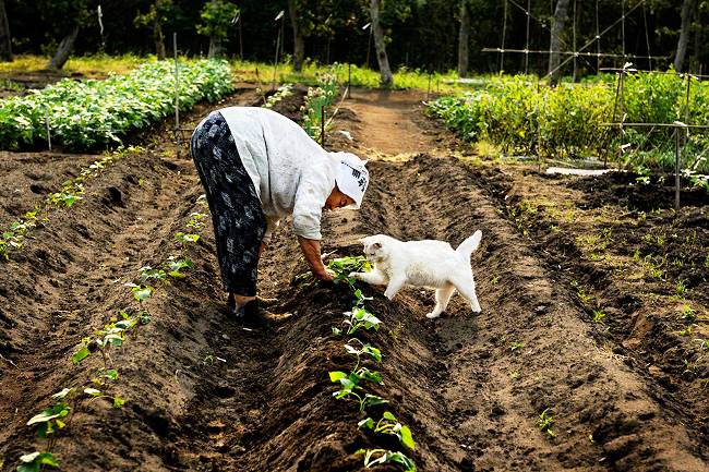 Grandmother and Cat Photograph Tending Fields
