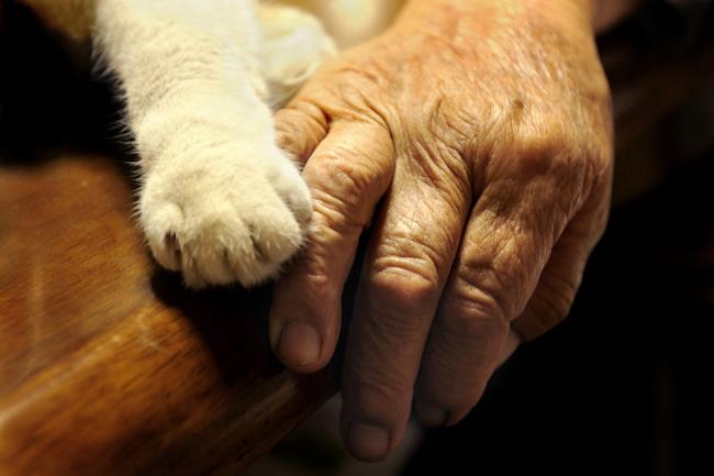 Grandmother and Cat Photograph Hands