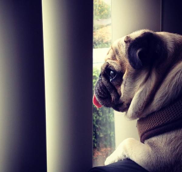 Cutest Pug Jack Looking Out Window