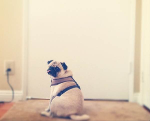 Instagram Pug Jack Sitting By The Door