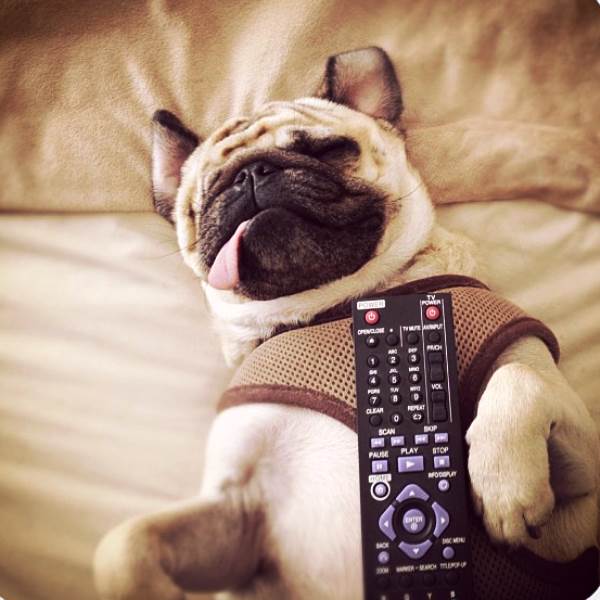 One-Eyed Pug Jack Sleeping With A Remote
