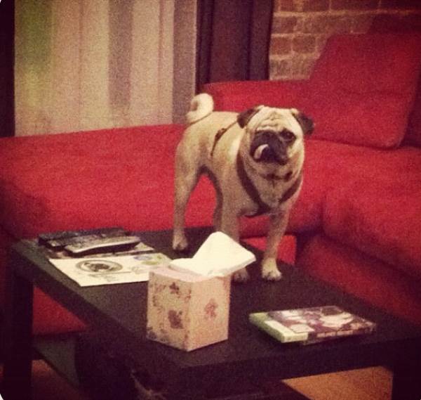 One-Eyed Pug Standing on a Table