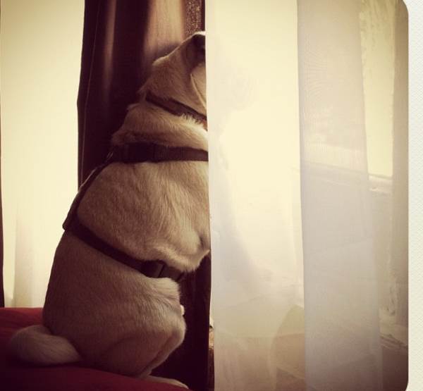 Pug Jack Looking out Window