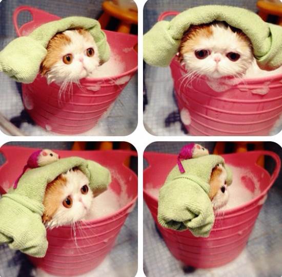 Snoopy Cat Bath