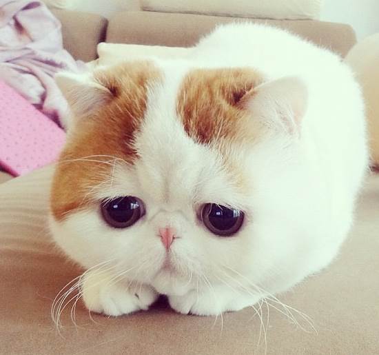 Instagram Cat Snoopy Face