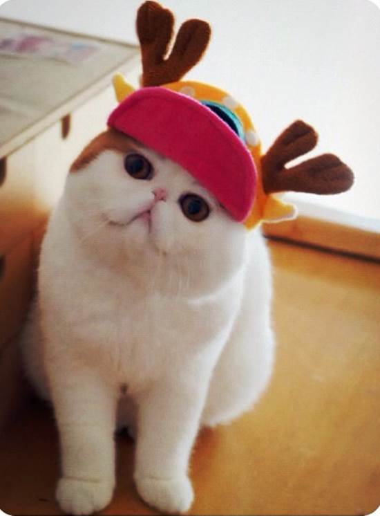 Instagram's Cutest Cat
