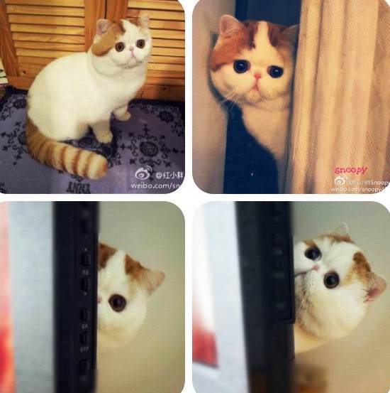 Snoopy Instagram Cat Looks Around Door