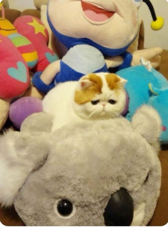 Snoopybabe Instagram's Cutest Cat Hiding In Stuffed Toys