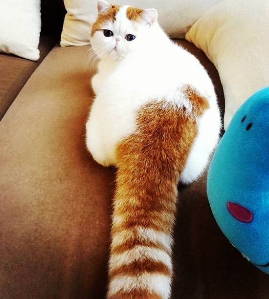 Instagram's Cutest Cat Tail