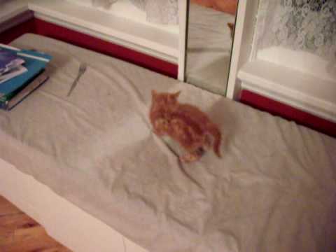 Kitten Cannot Understand Mirror