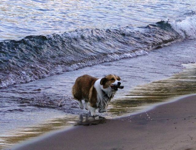 Corgi Plays Fetch In The Ocean