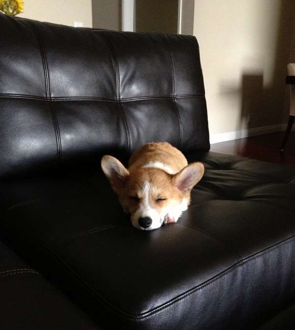 Adorable Corgi Pictures Asleep On Couch