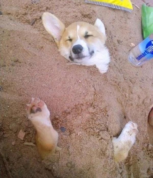 Corgi Buried In Sand