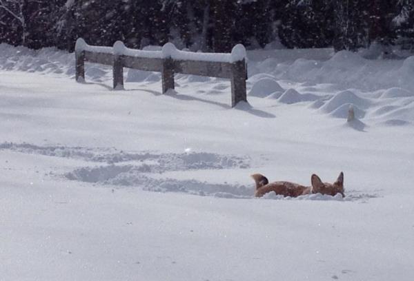 Corgi Buried In The Snow