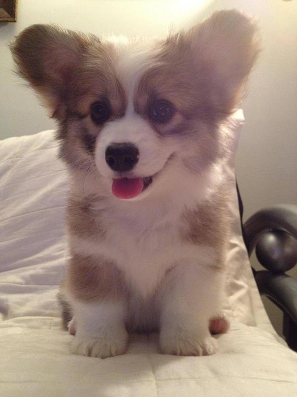 Fluffy Corgi Puppy Ears
