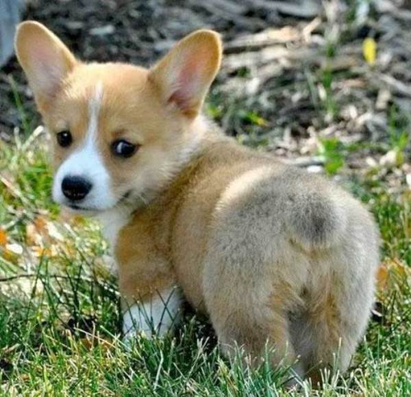 Puppy Corgi Butt