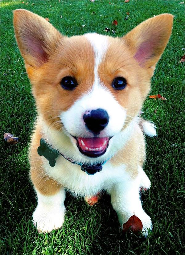 Sitting Corgi Photo