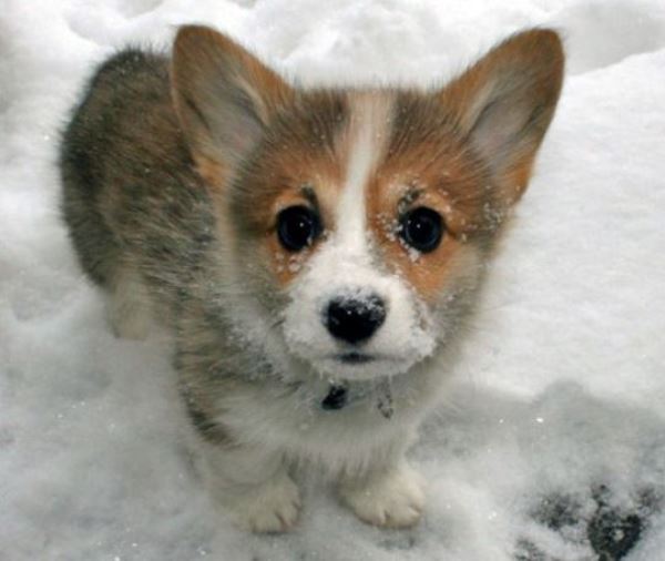 Cutest Corgi Pictures in the Snow