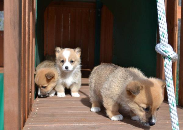 Tiny Corgi Puppies