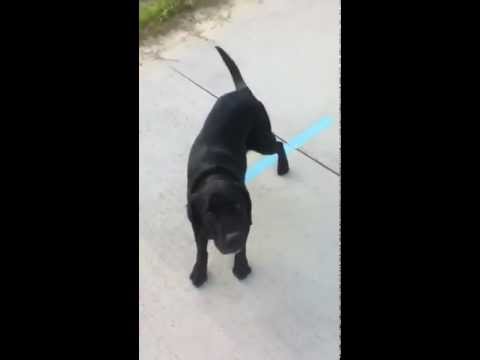 Dog Taught To Fetch His Deaf Companion