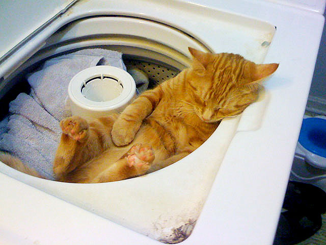 Cats Sleeping On A Dryer