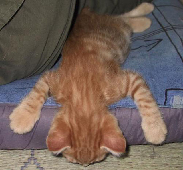 cats-sleeping-weird-places-face-down