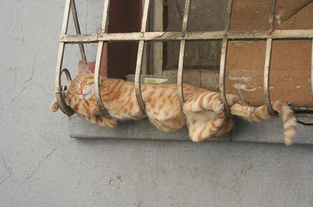 cats-sleeping-weird-places-grate