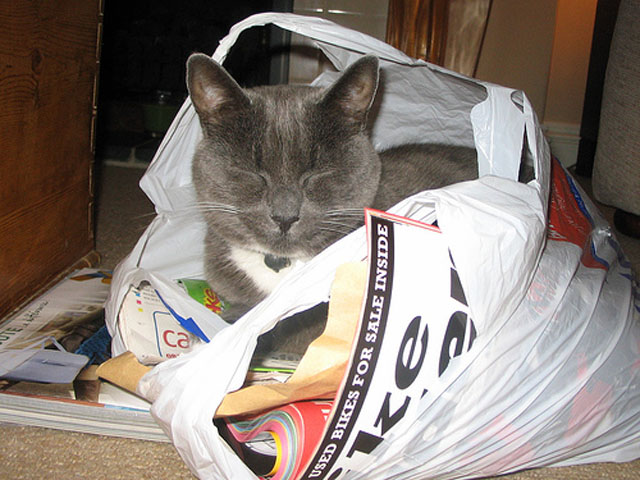 Cat Sleeps In Grocery Bag