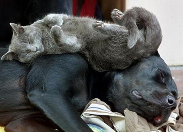 Cat Sleeping On Black Dog