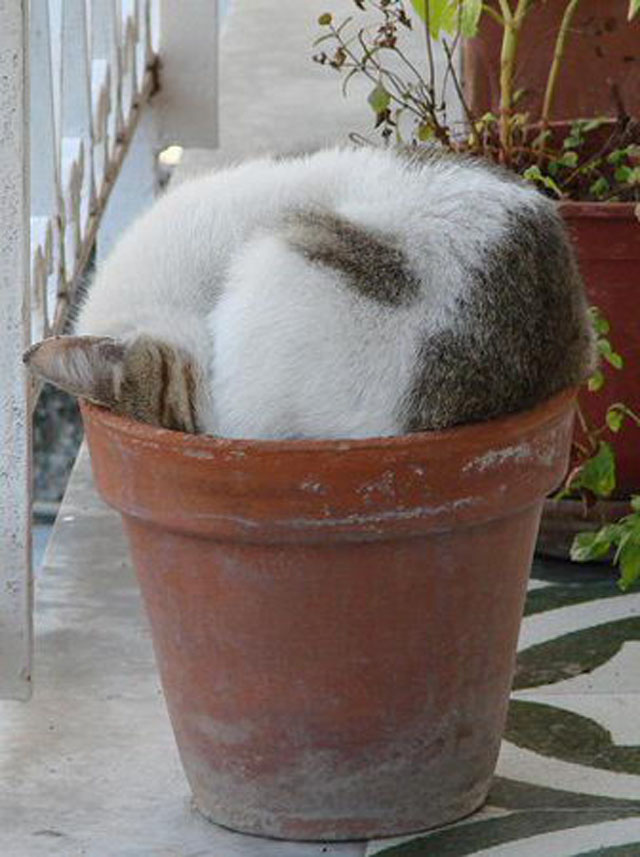 cats-sleeping-weird-places-plant-pot