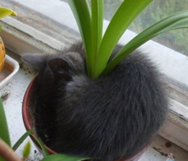 cats-sleeping-weird-places-plant