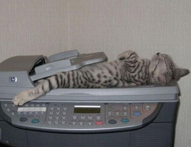 cats-sleeping-weird-places-scanner